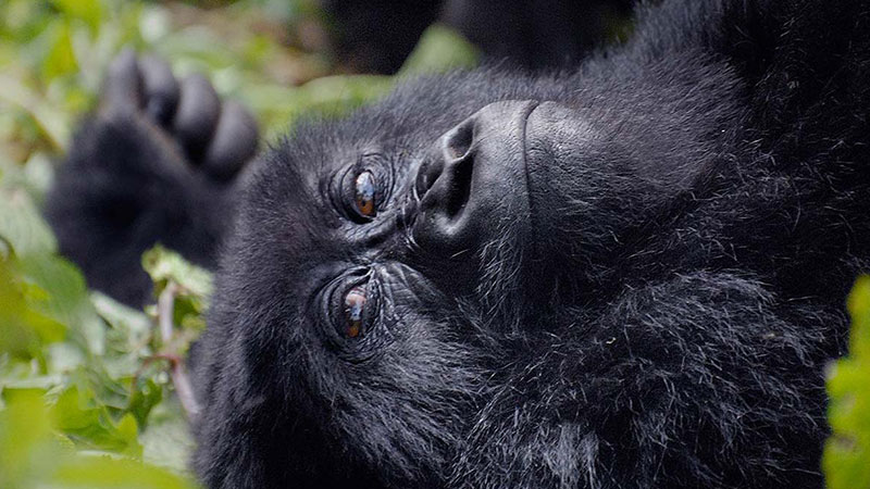 4 Day Rwanda Gorilla Trekking Safari | Mum and Dad Uganda Tourss