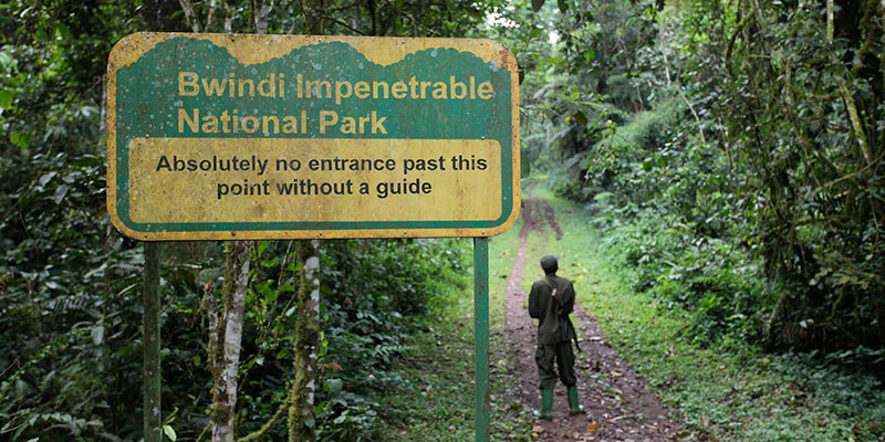 Bwindi Impenetrable National Park