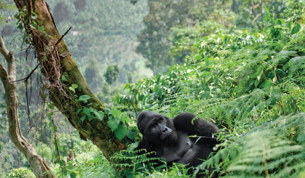 Gorilla-Trekking-Ftd