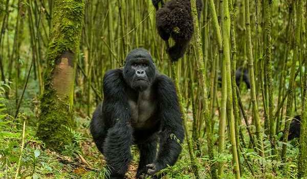 rwanda-gorilla_compressed