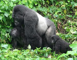 Uganda Gorilla Trekking Tour