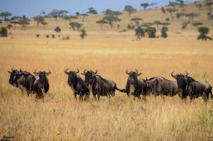 Tanzania Wildlife safaris