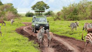 Rwanda Safari