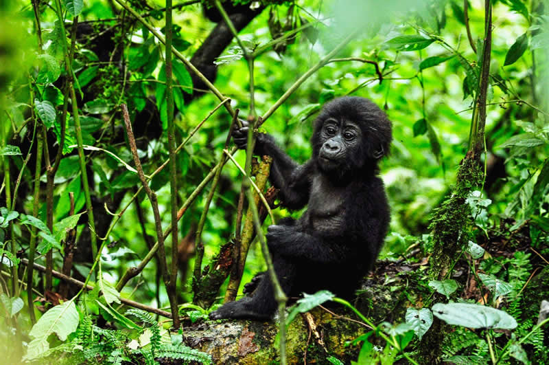 Rwanda Gorilla tours