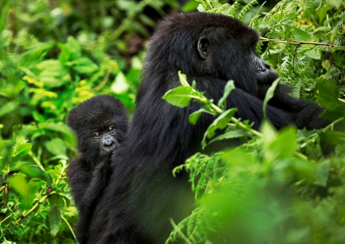 Uganda Gorilla trekking
