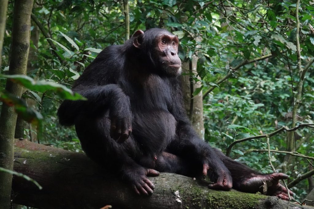Nyungwe Chimpanzee trek
