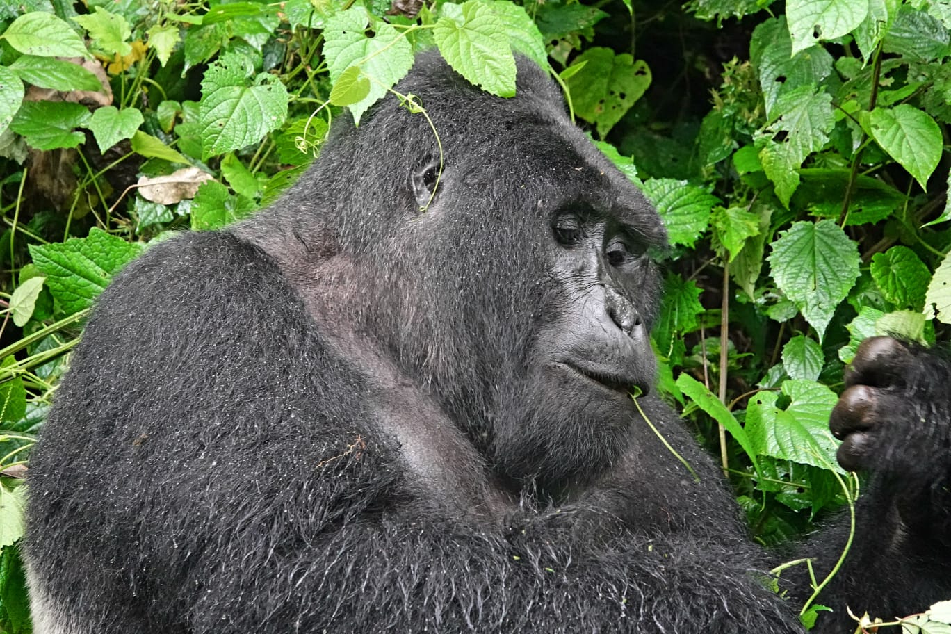 Gorilla Trek in Volcanoes National Park