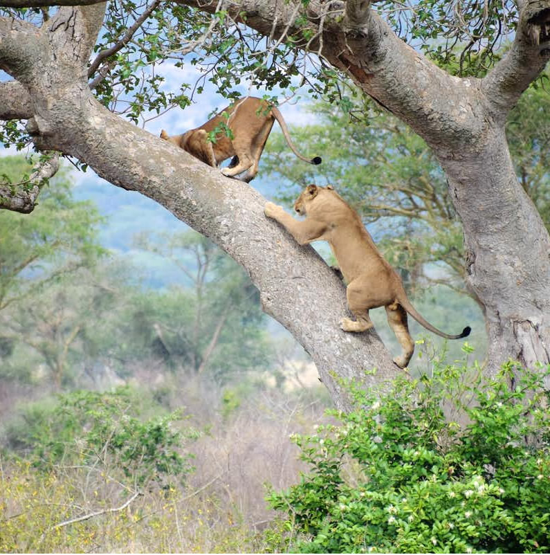 QUEEN ELIZABETH NATIONAL PARK