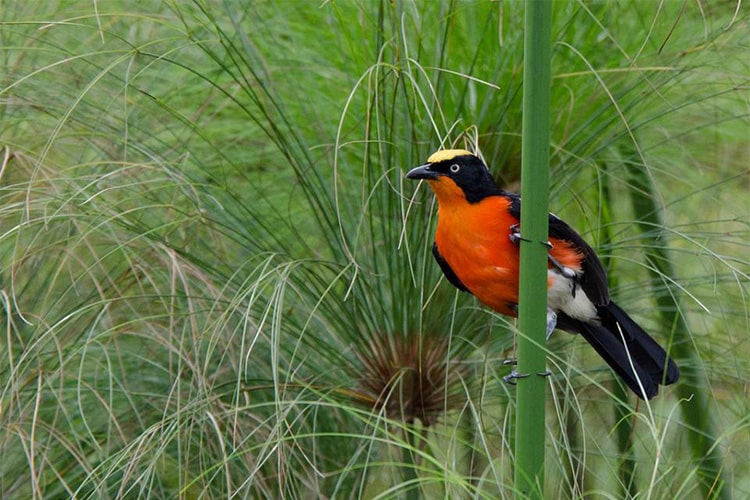 15740984_1259951210765102_1107712147551701346_n-min