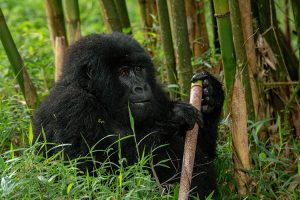 3 Day Uganda Gorilla Trekking Tour