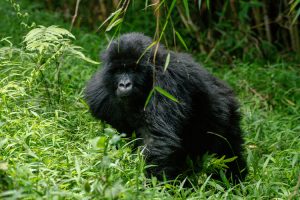 7 Days Uganda Wildlife Safari