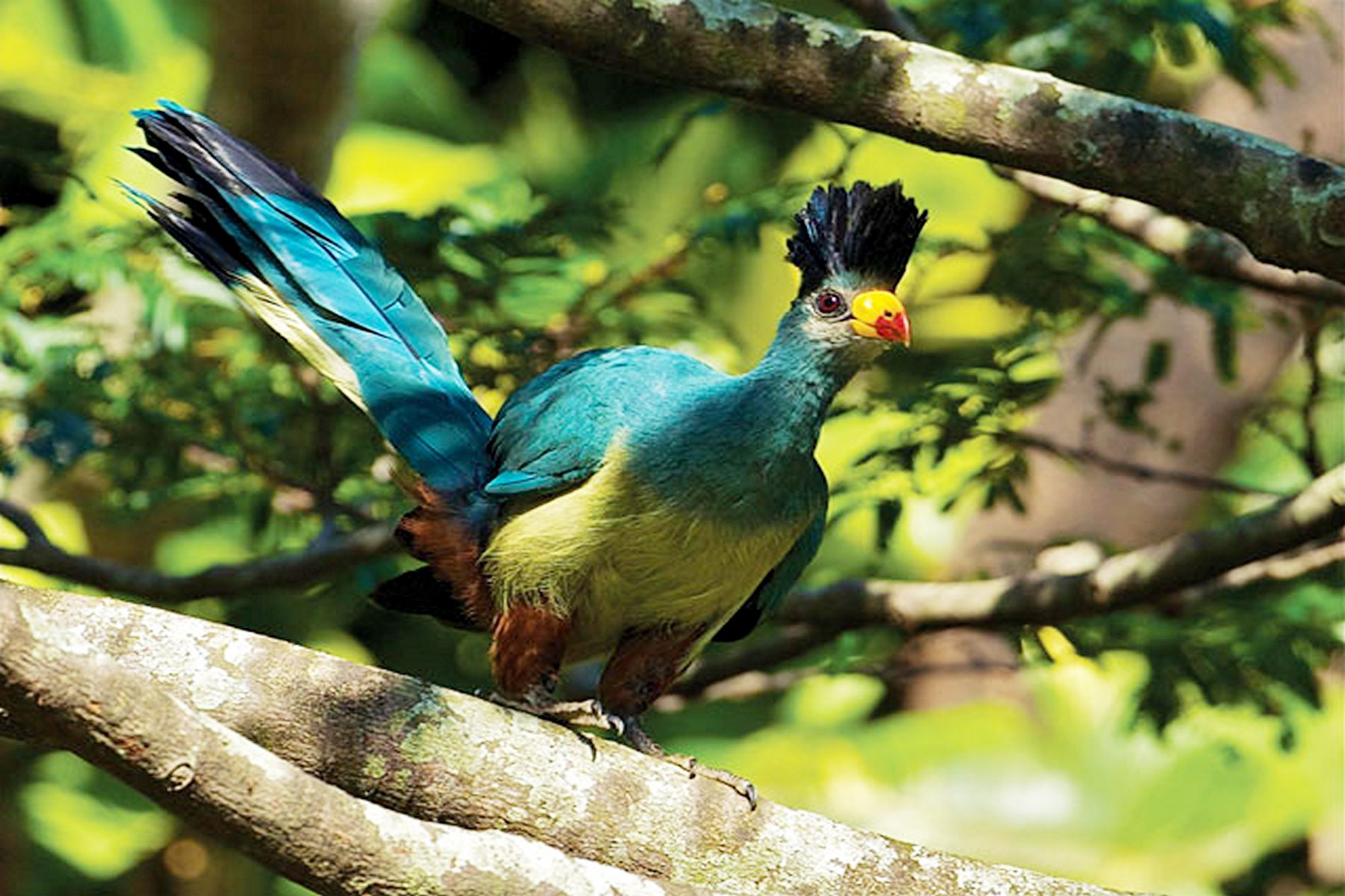 17 Days Albertine Birding Safari