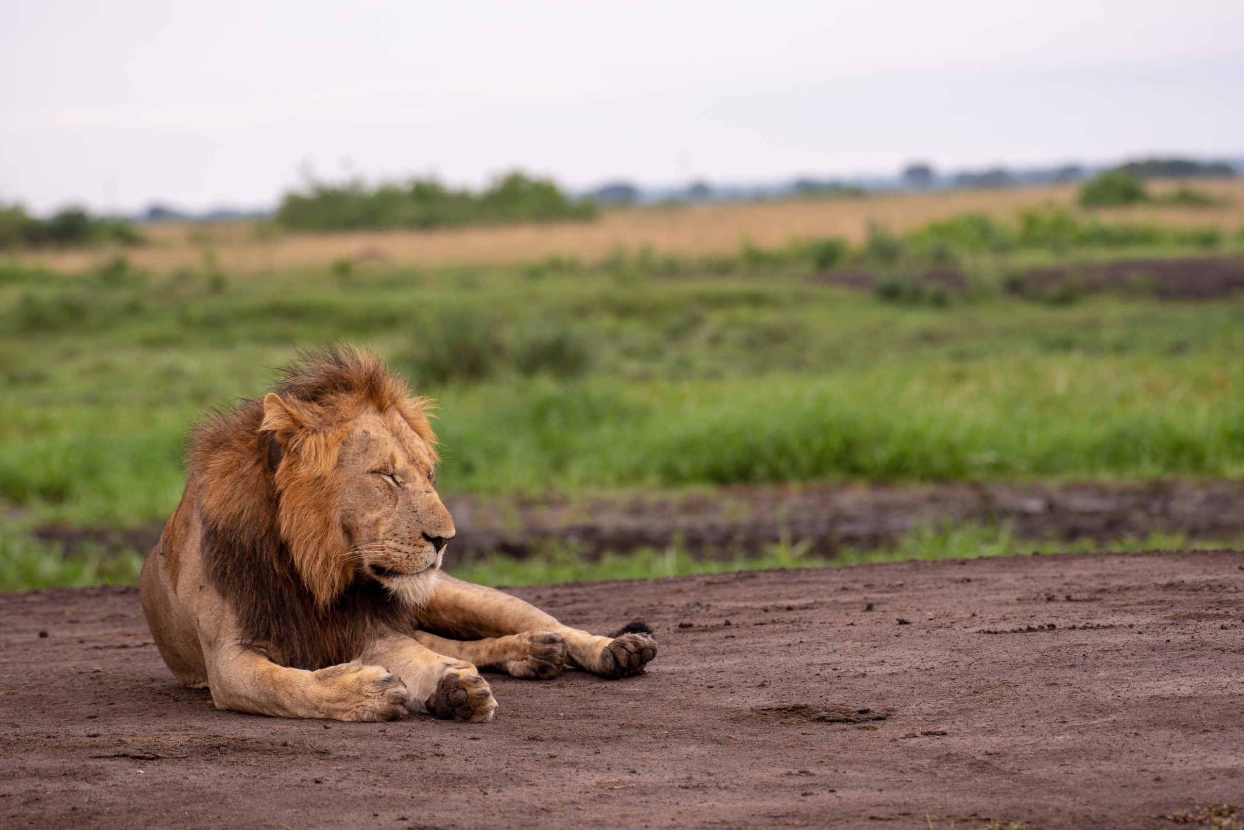 14 Days Best of Uganda Wildlife Safari