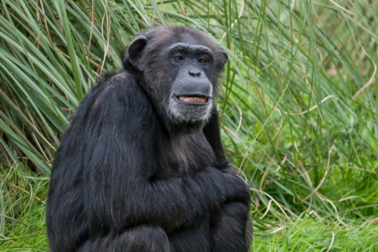 chimp rwanda