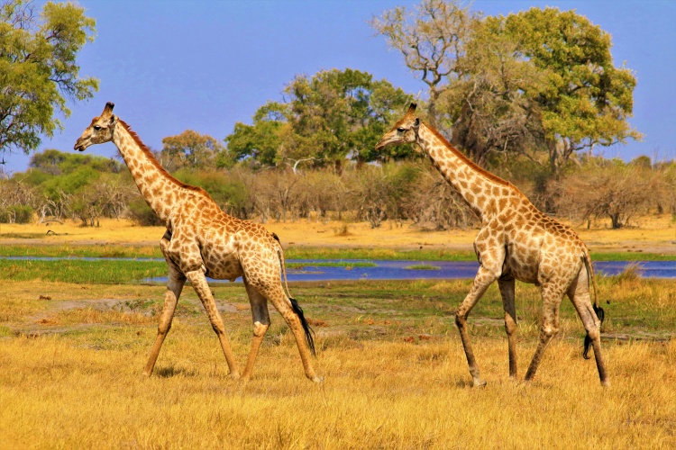 giraffes