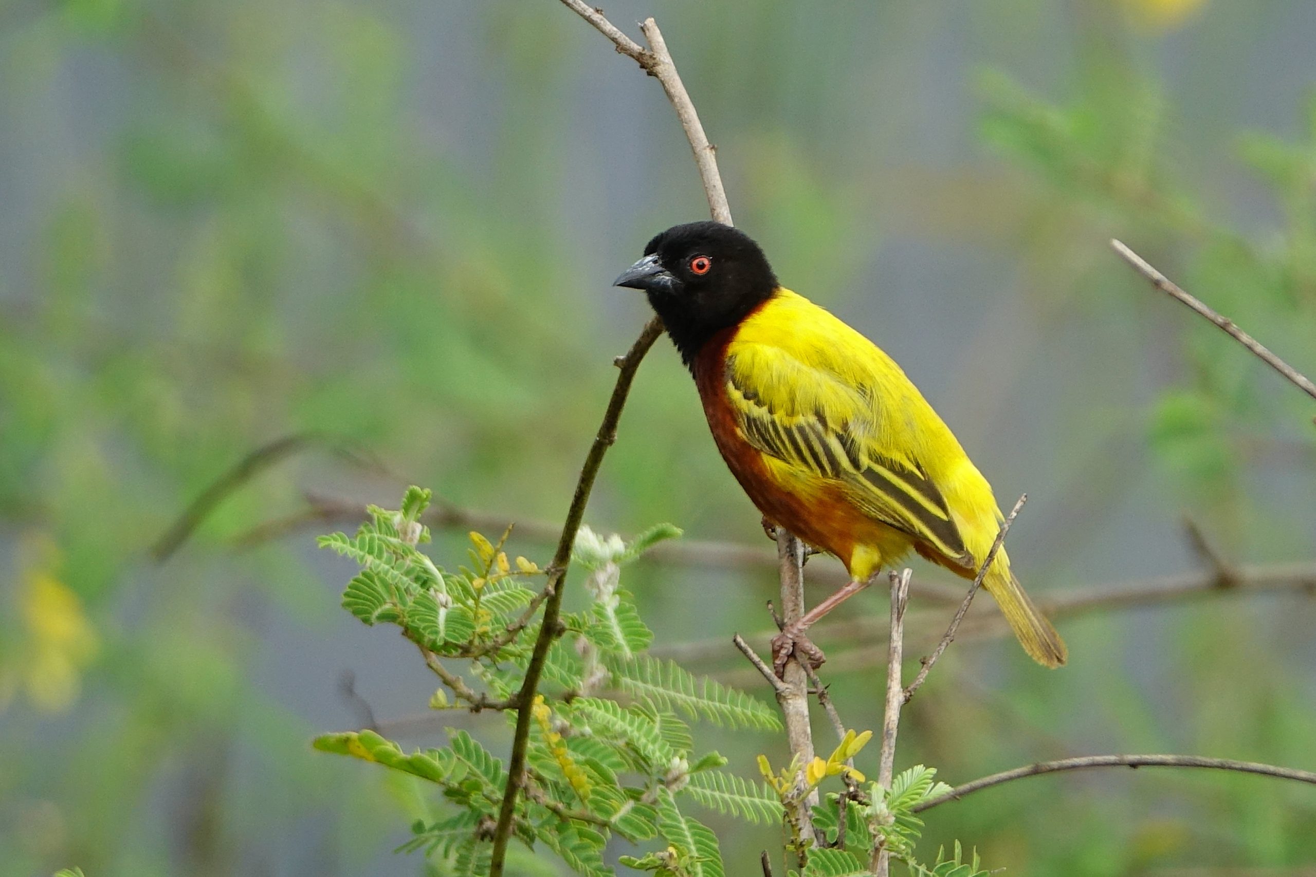 golden-backed weaver (c) bellbird (2)-min