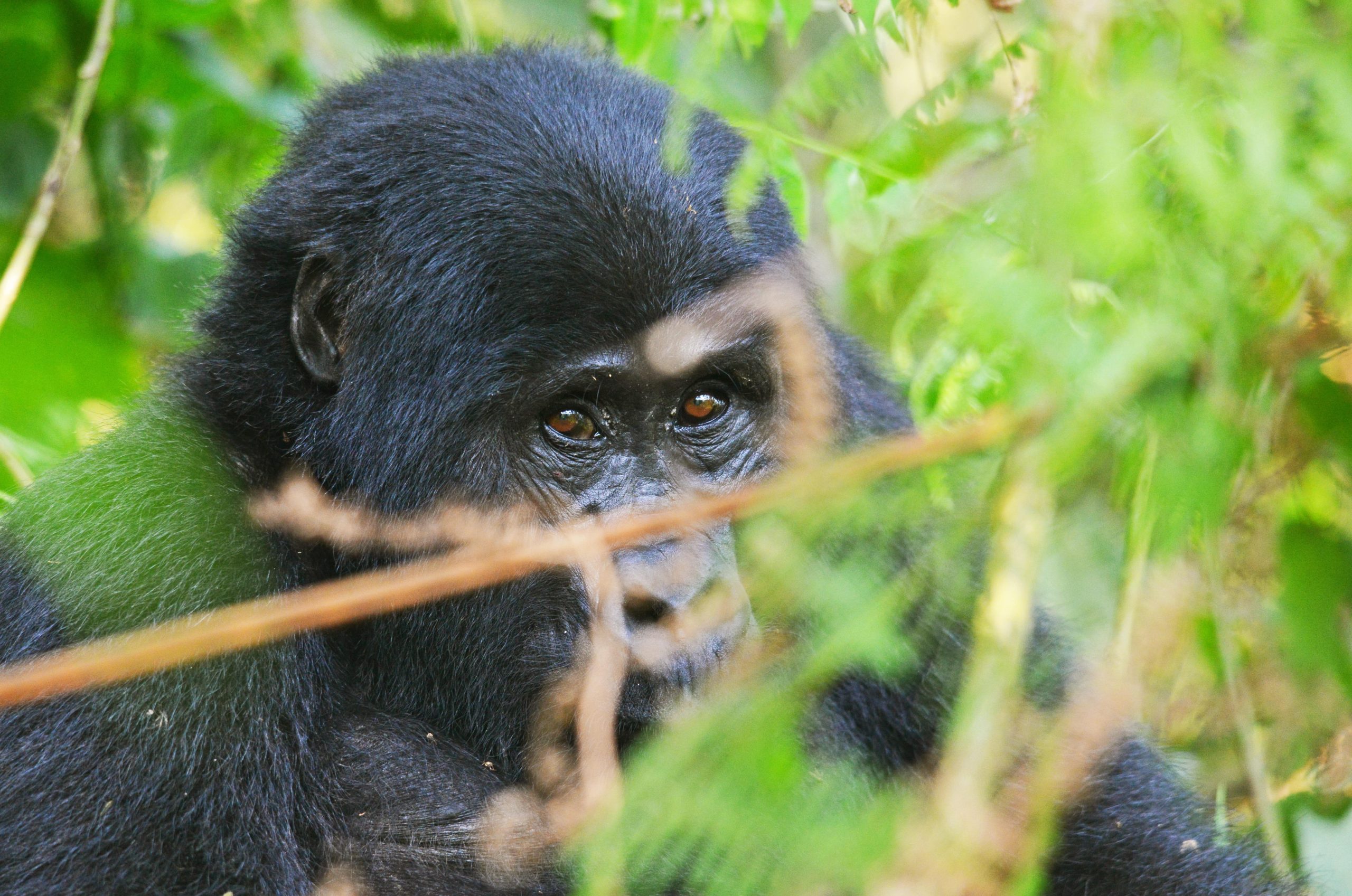 3 Day Uganda Gorilla Trekking Tour