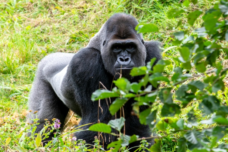 gorilla rwanda