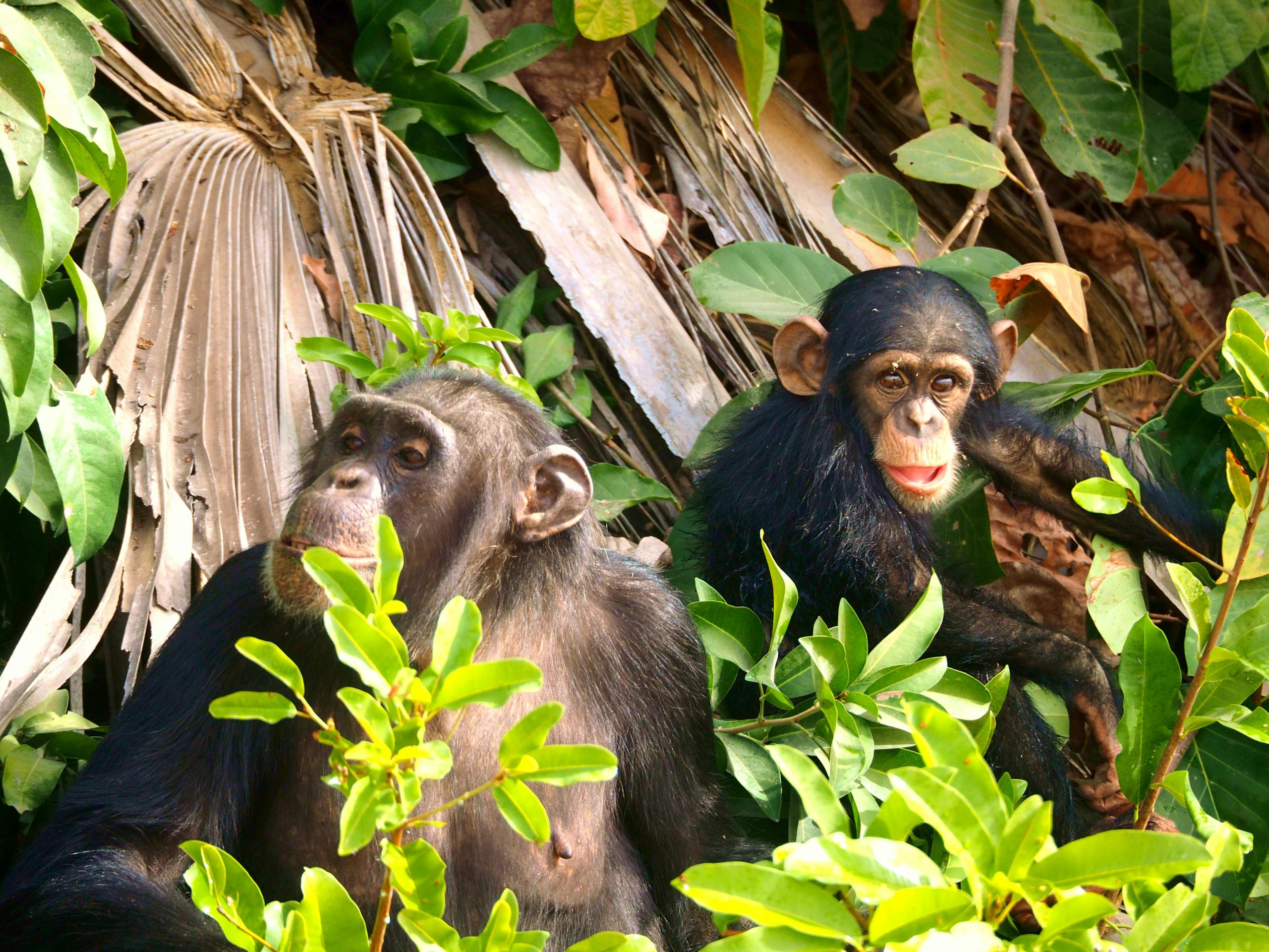 chimpanzees