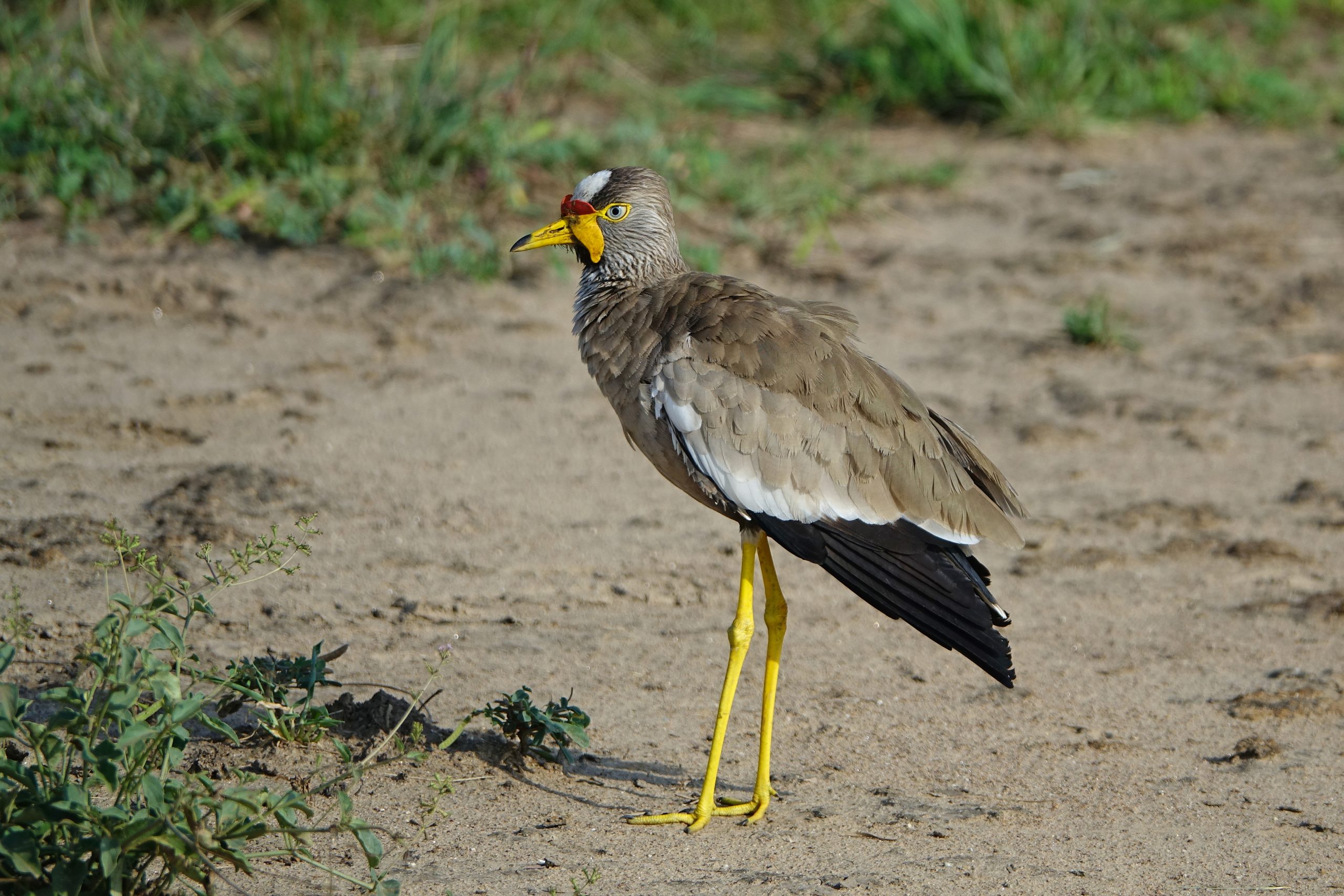 10 Days Uganda Birding Tour