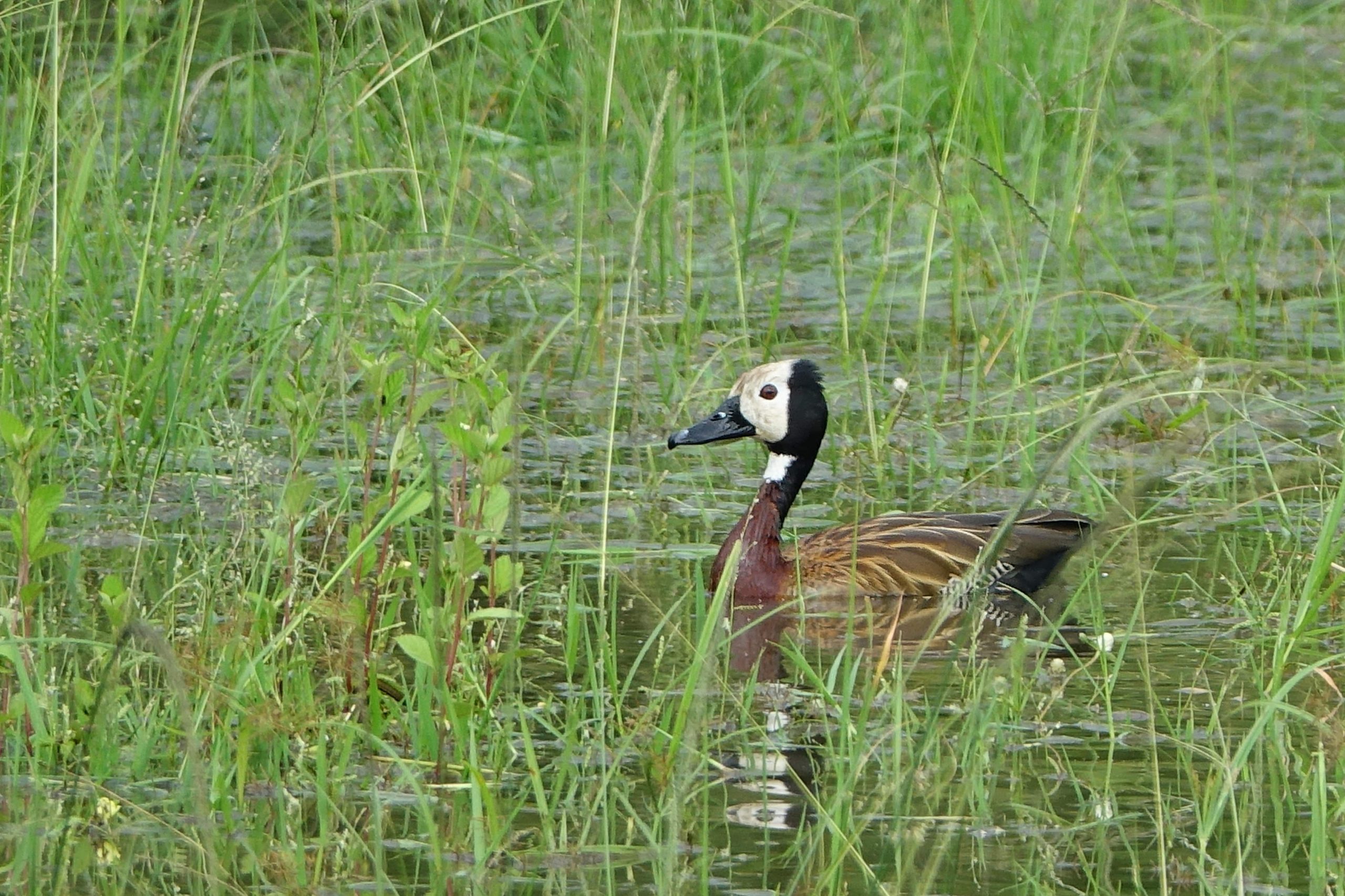 white-faced whistling duck (c) bellbird-min