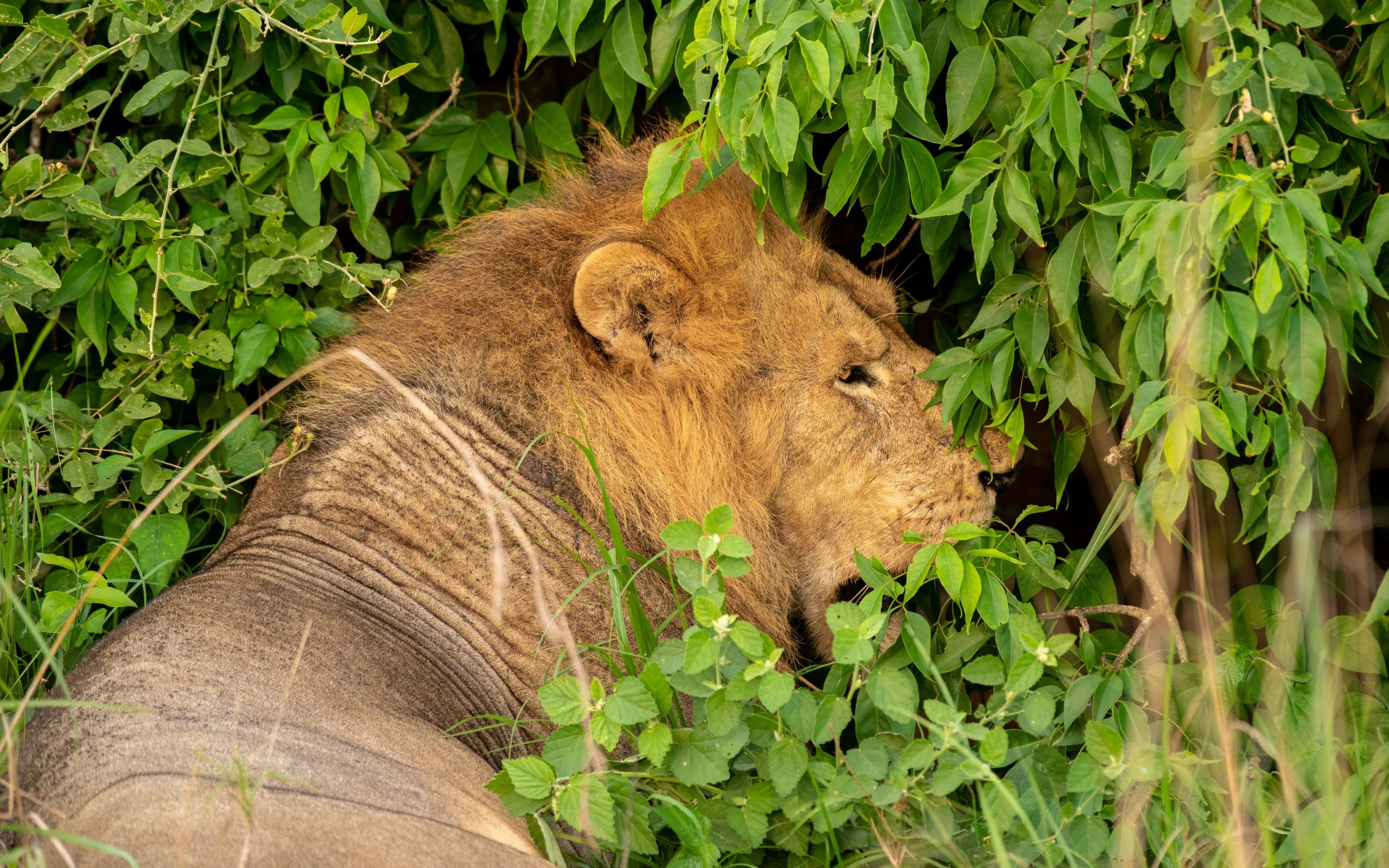 5 Days Uganda wildlife Tour