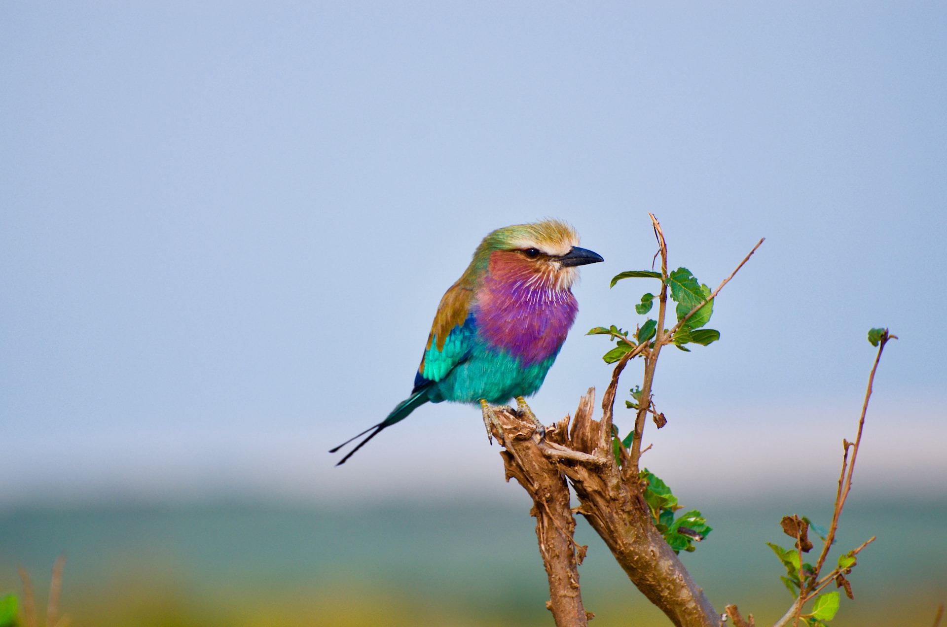 5-Days-Uganda-Birding-Safari