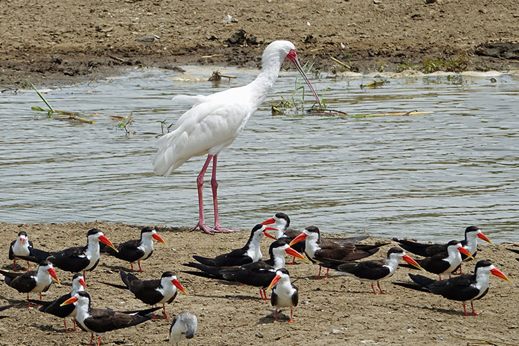 9 Days Uganda Birding Safari