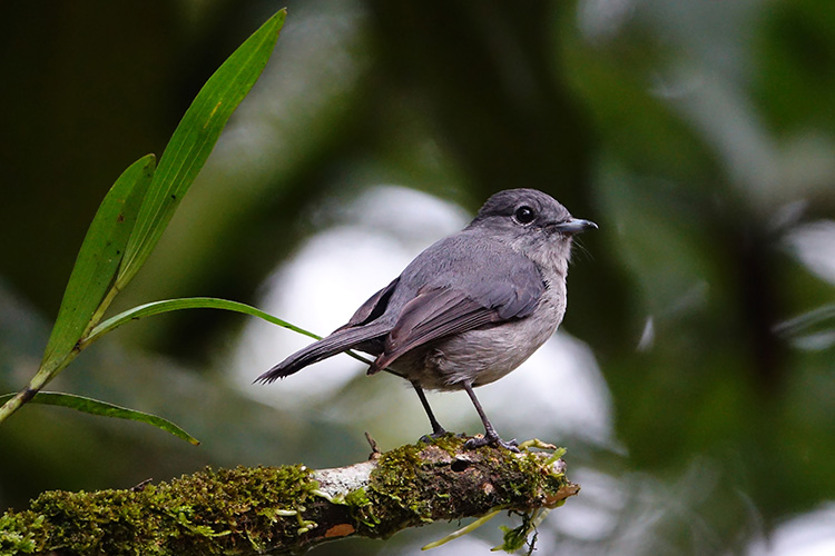 3 Days Lake Mburo Birding Safari