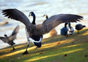 17 Days Albertine Birding Safari