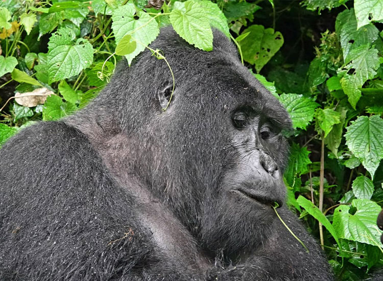 Step into the ancient vibrant green world of Bwindi, where towering forests conceal one of the planet’s most extraordinary encounters: face-to-face moments with the rare mountain gorilla. This UNESCO World Heritage sanctuary is not only a haven for gorillas but also a tapestry of birdlife, butterflies, and lush flora. Exclusive lodges perched on the forest edge offer refined comfort and breathtaking views, while guided treks reveal both the wilderness and the vibrant communities that call it home. In Bwindi, every journey is a rare privilege, an intimate connection with nature at its most profound!