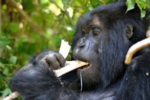 4-Day Pearl of Africa Gorilla Trek & Cultural Safari