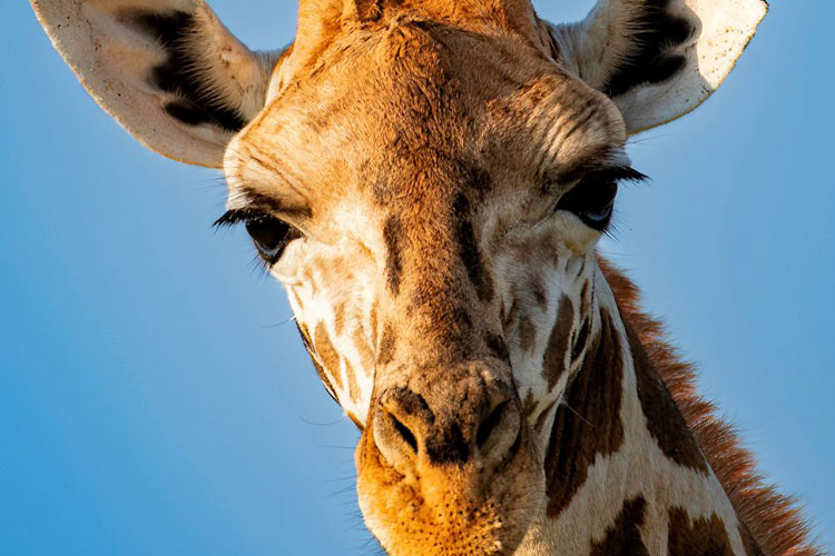 7-Day Remarkable Rwanda: Gorilla Trek & Big Five Safari