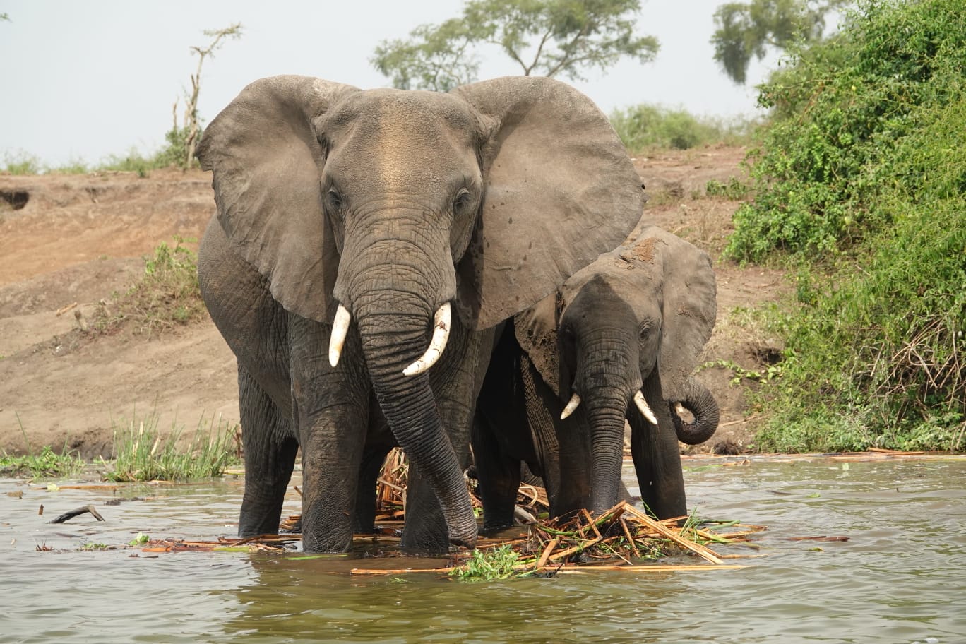 wildlife tours in Uganda