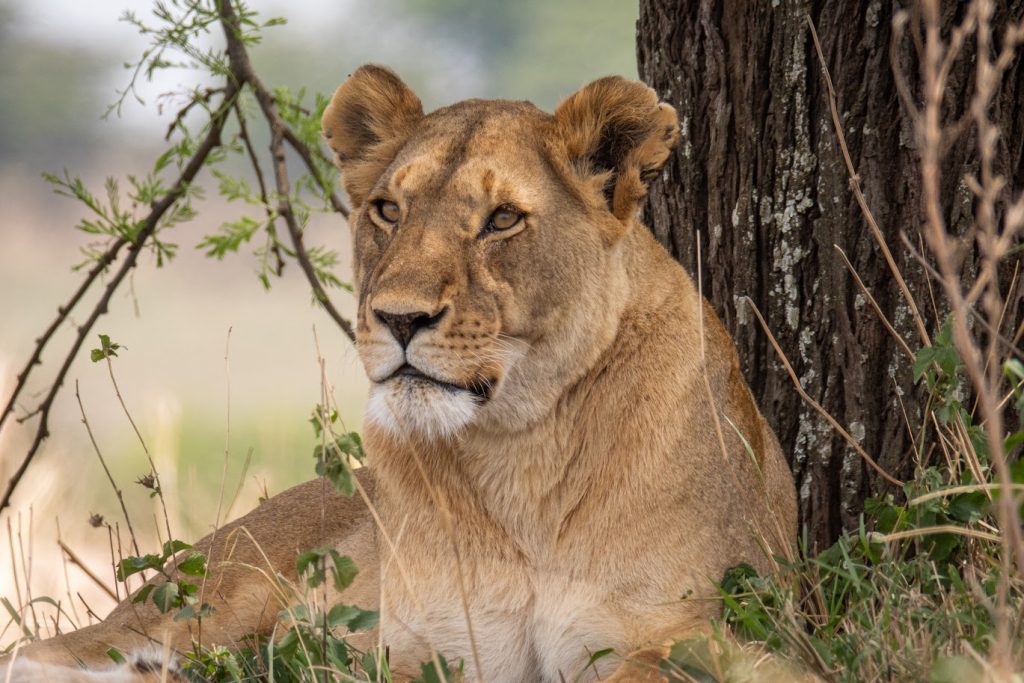 14 Day Rwanda Gorillas in the Mist, Tanzania Safari & Zanzibar Escape: From Wild Plains to Indian Ocean