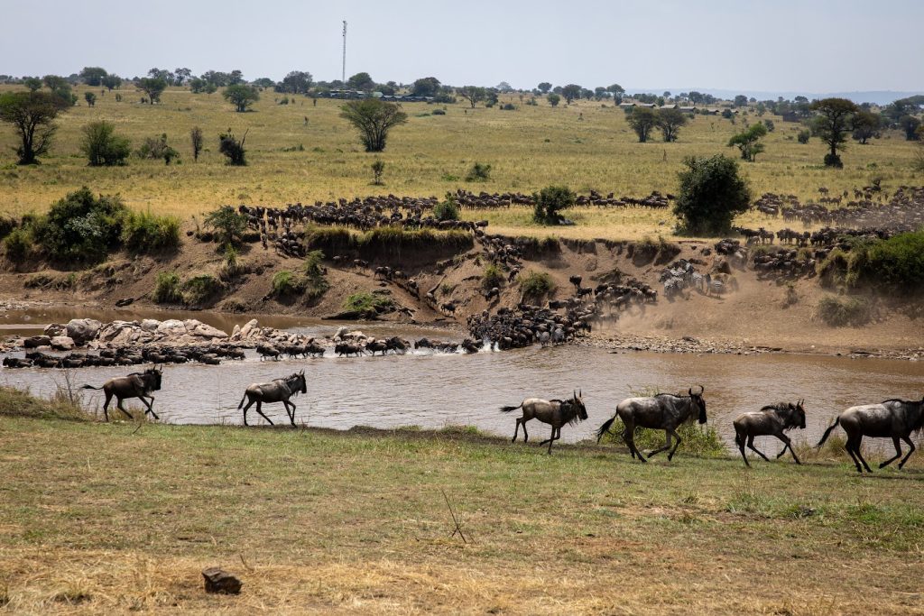 8 Days The Great Migration Calving Season Safari