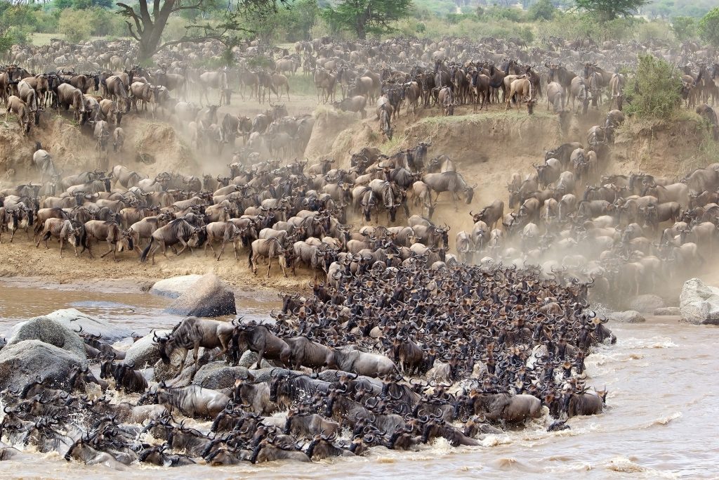 8-Day Legends of Serengeti Mara River Crossing and Big Cats Safari