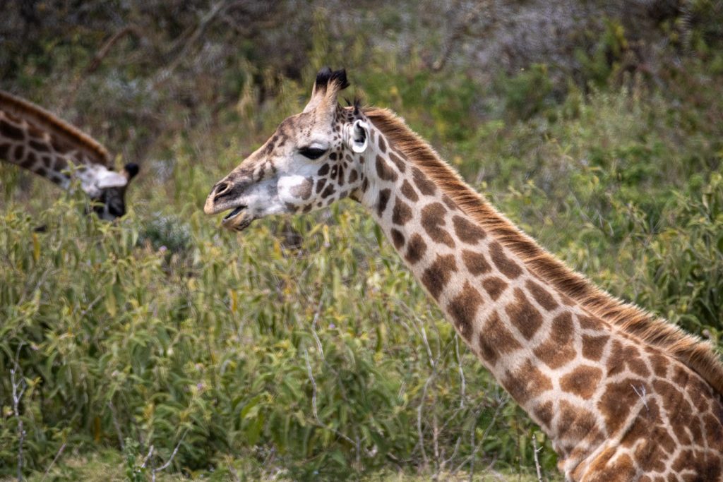 Nestled at the foot of the majestic Mount Meru, Arusha National Park is one of Tanzania’s most scenic and diverse protected areas. Although smaller than many of the country’s famous safari parks, it offers an extraordinary variety of landscapes, from lush montane forests and open grasslands to volcanic craters and the beautiful Momella Lakes.