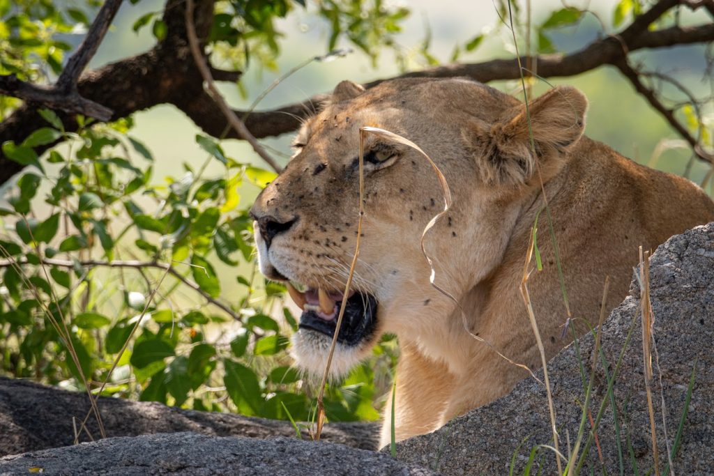 Set beneath the dramatic cliffs of the Great Rift Valley escarpment, Lake Manyara National Park is a destination of remarkable beauty and ecological diversity. Famous for its tree-climbing lions, lush groundwater forests, and shimmering alkaline lake, the park offers a unique safari experience within a relatively compact area.