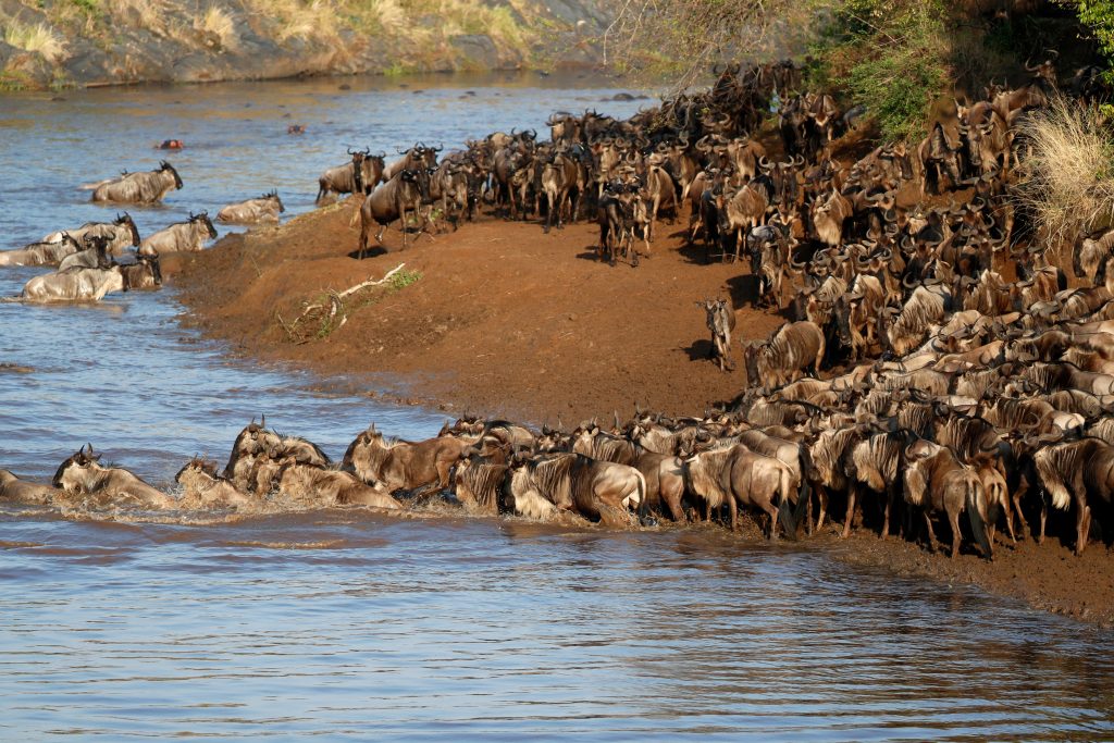Step into the legendary Serengeti, a vast wilderness of endless golden plains where Africa’s greatest wildlife spectacle unfolds. World-famous for the Great Wildebeest Migration, this iconic national park offers some of the finest game viewing on Earth. Home to the Big Five, as well as cheetahs, giraffes, zebras, hyenas, hippos, crocodiles, and hundreds of bird species, the Serengeti promises remarkable wildlife encounters throughout the year.
