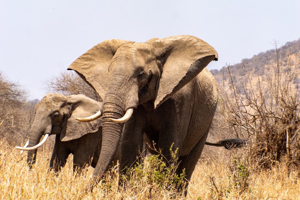 Enter a landscape where giant baobab trees tower above sweeping savannahs and some of East Africa’s largest elephant herds roam freely across the wilderness. Tarangire National Park is one of Tanzania’s most authentic safari destinations, offering outstanding wildlife viewing in a peaceful setting away from the crowds of the more famous parks.